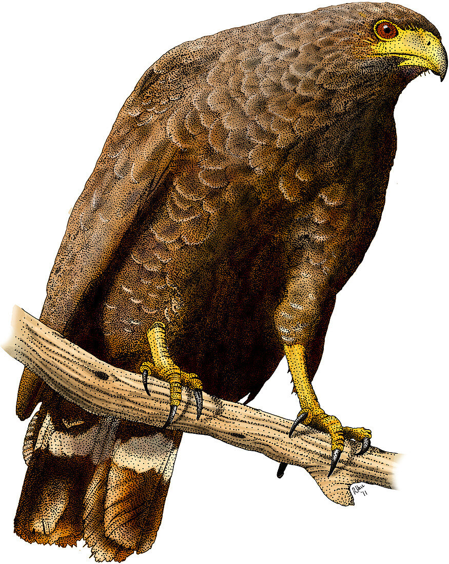Common Black Hawk,Illustration