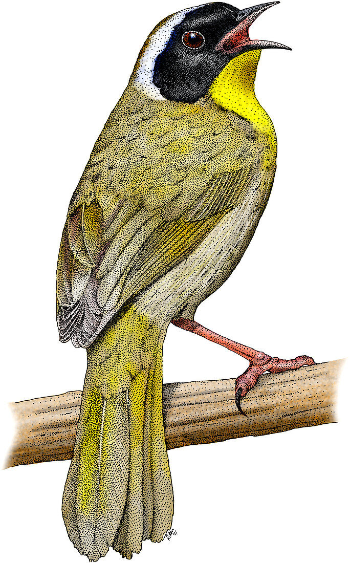Common Yellowthroat,Illustration