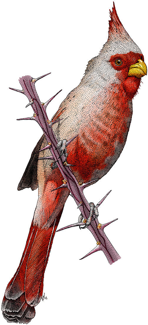 Desert Cardinal,Illustration