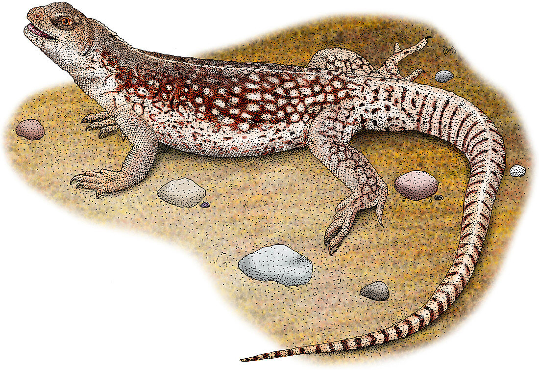 Desert Iguana,Illustration