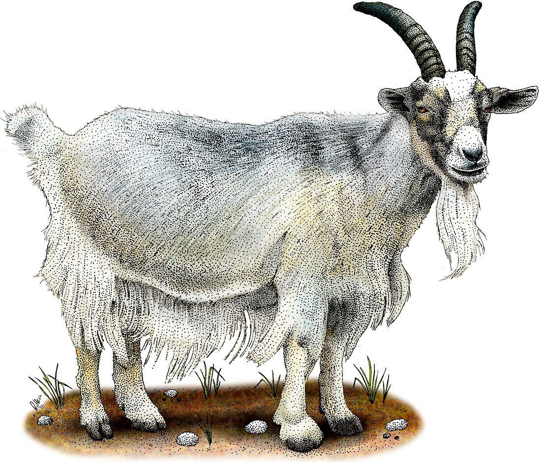 Domestic Goat,Illustration