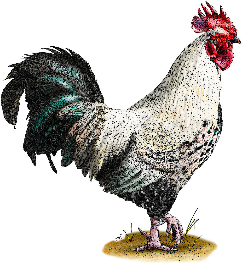 Easter Egger Chicken,Illustration