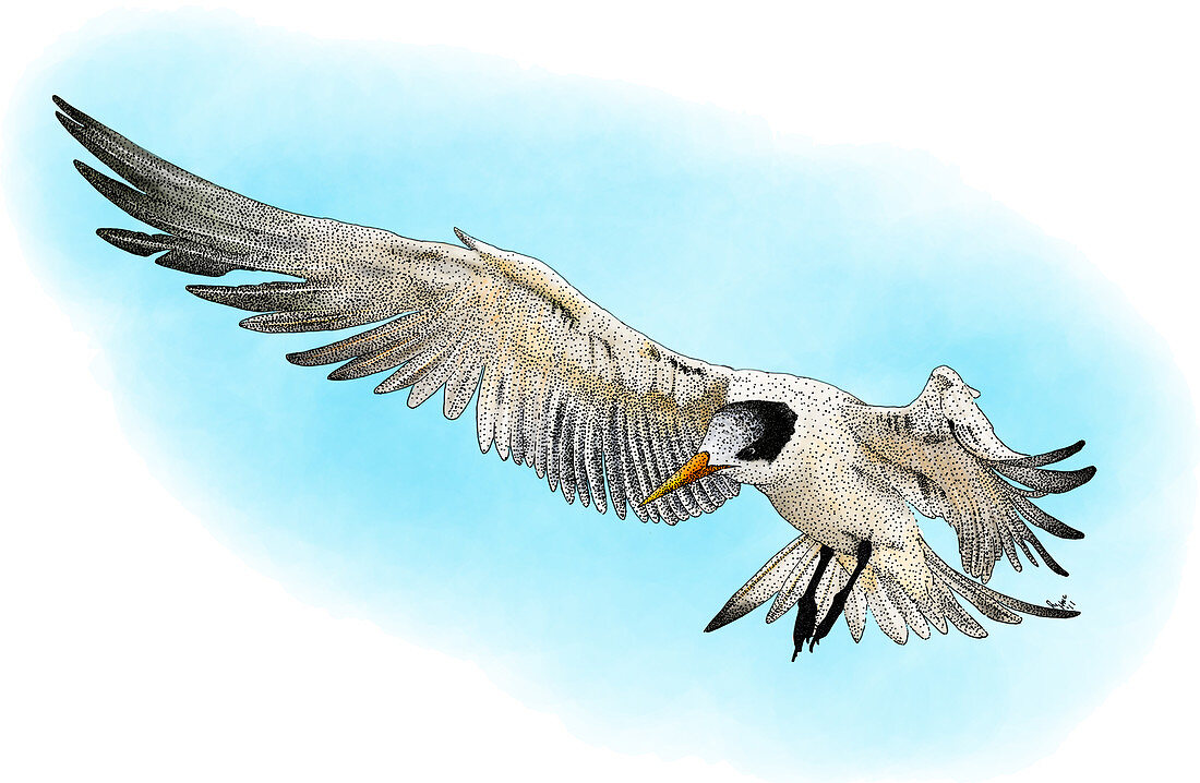 Elegant Tern,Illustration