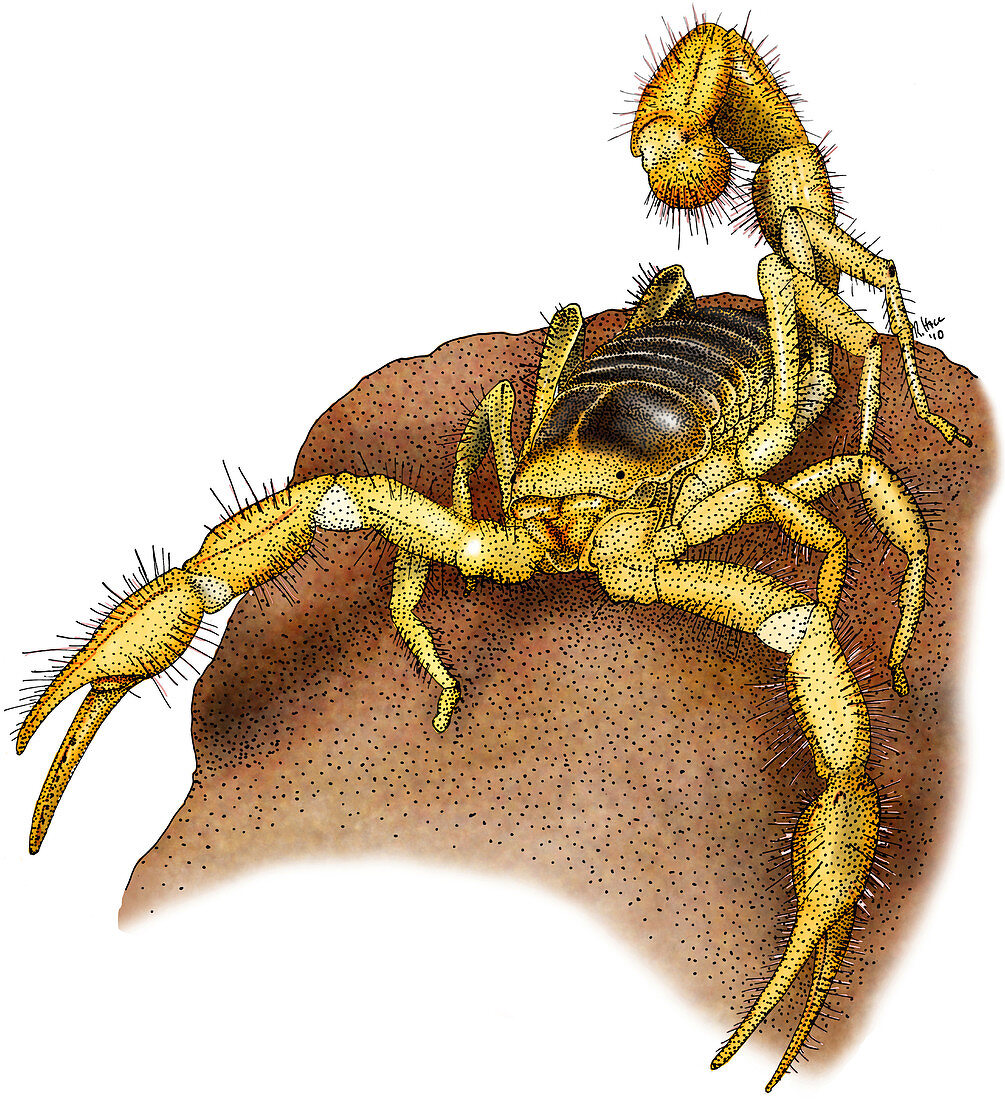 Giant Desert Hairy Scorpion,Illustration