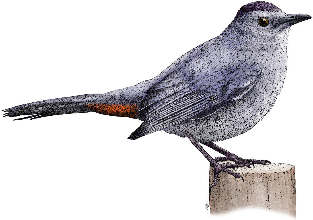 Gray Catbird,Illustration
