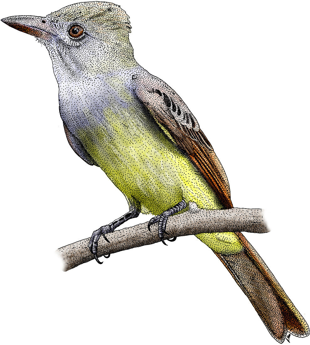 Great Crested Flycatcher,Illustration