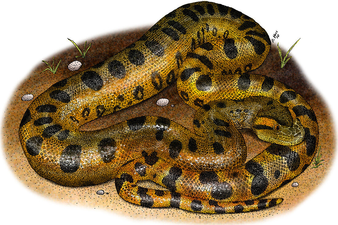 Green Anaconda,Illustration