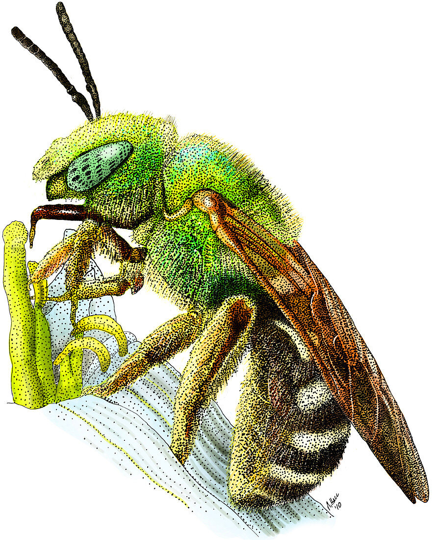Green Metallic Bee,Illustration