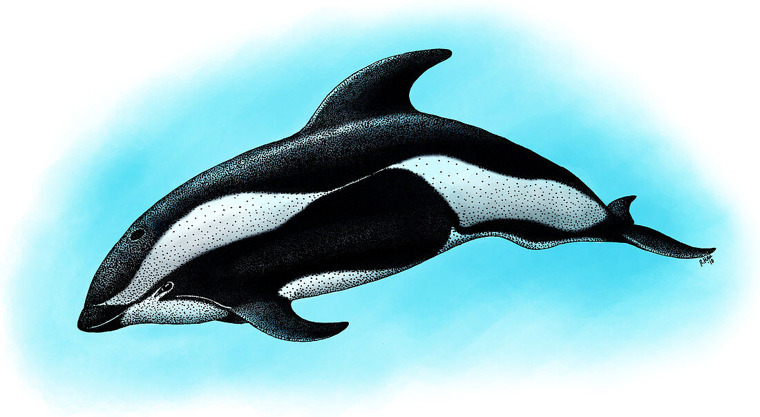 Hourglass Dolphin,Illustration