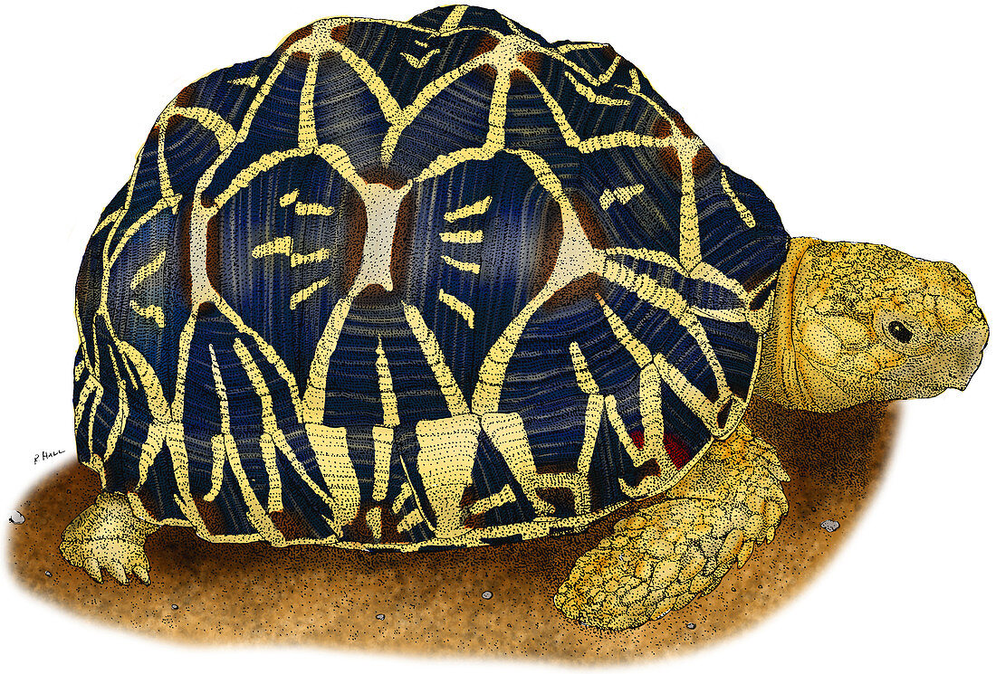 Indian Star Tortoise,Illustration