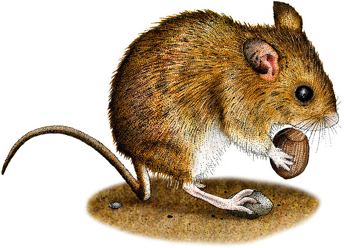 Long-Tailed Field Mouse,Illustration