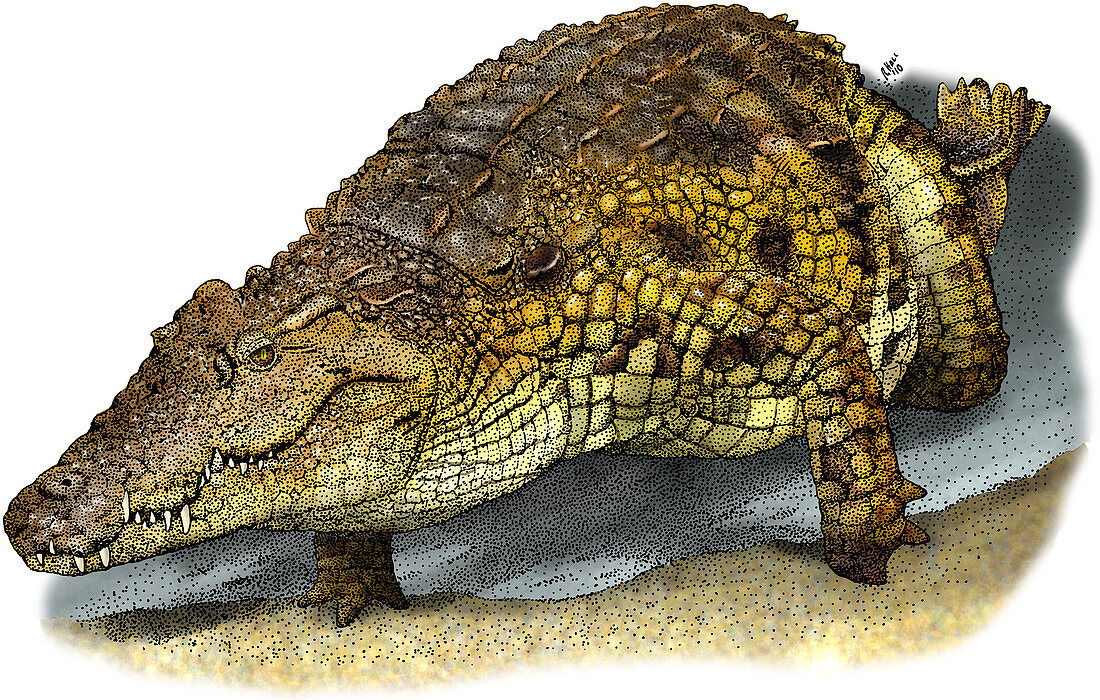 Nile Crocodile,Illustration