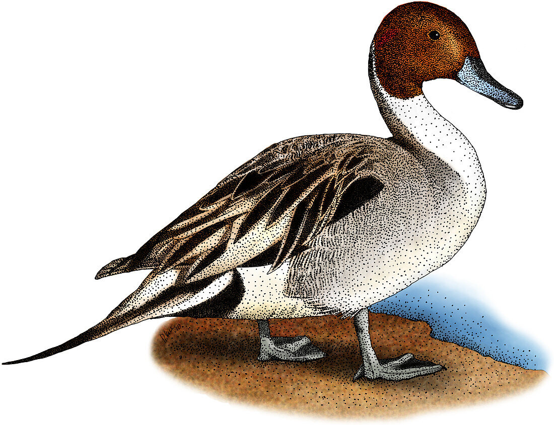 Northern Pintail Duck,Illustration