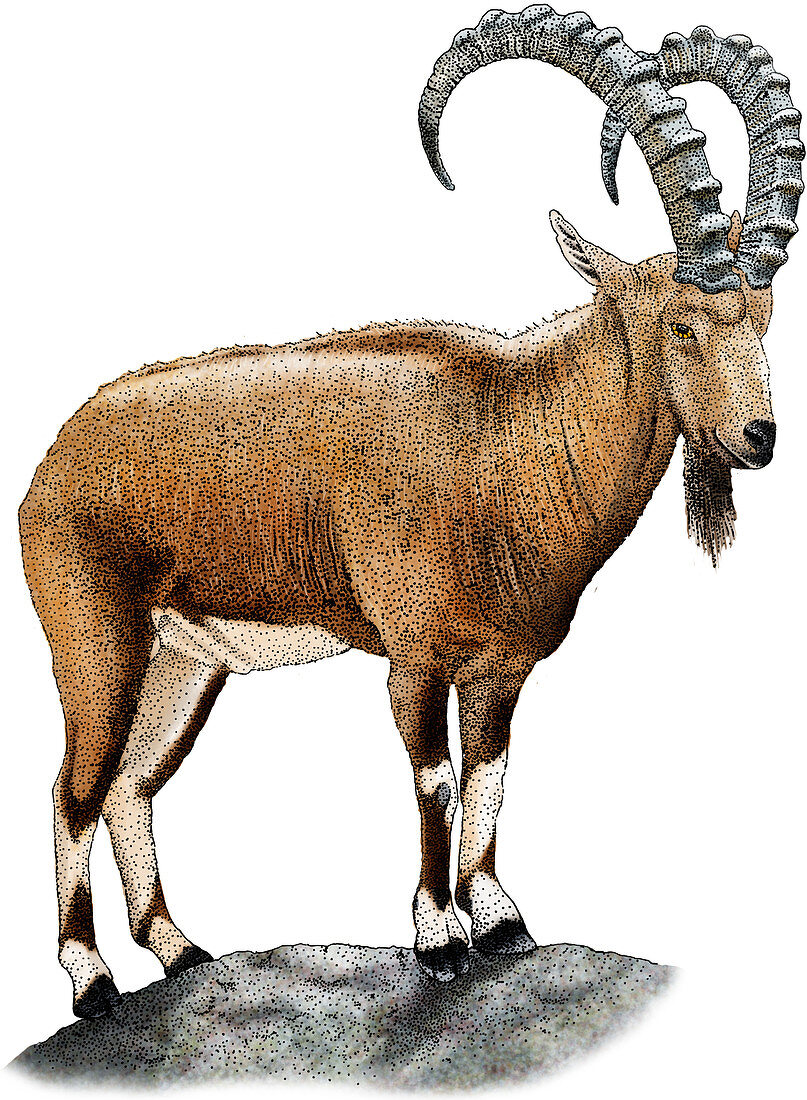 Nubian Ibex,Illustration