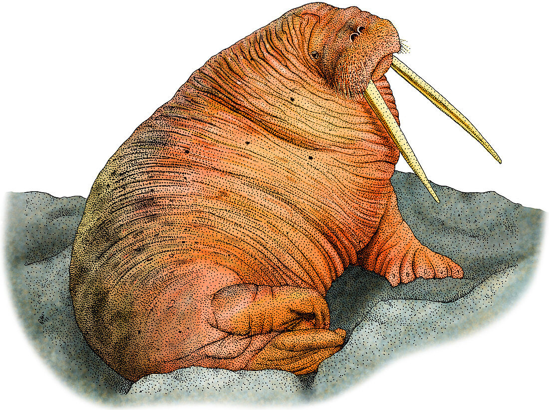 Pacific Walrus,Illustration