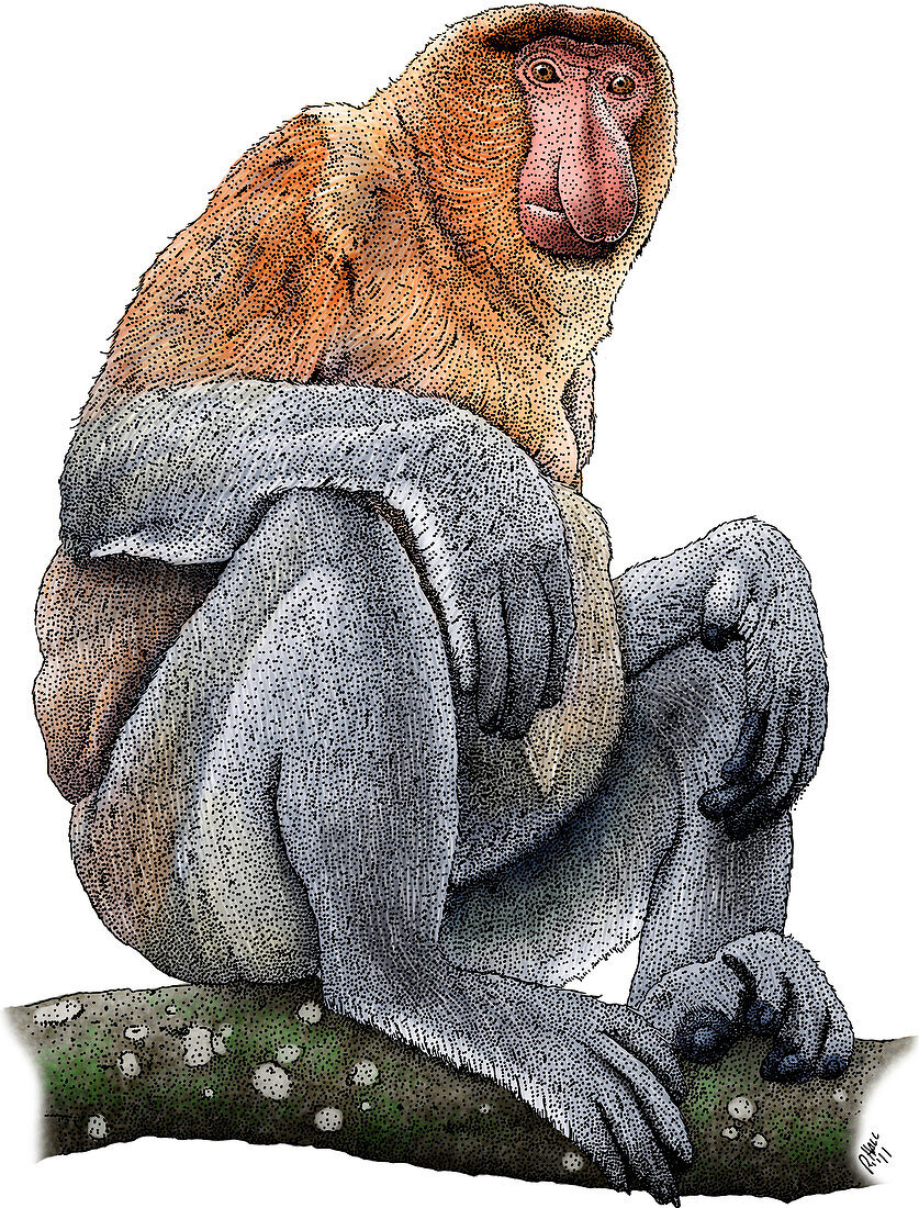 Proboscis Monkey,Illustration