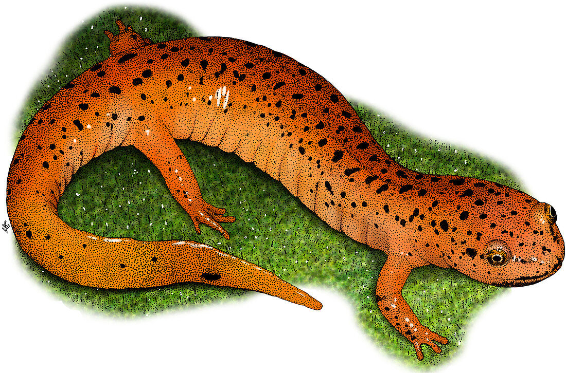 Red Salamander,Illustration