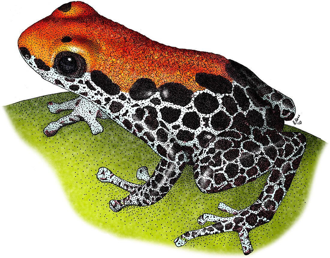 Poison Dart Frog,Illustration