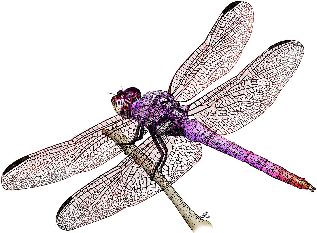 Roseate Skimmer Dragonfly,Illustration