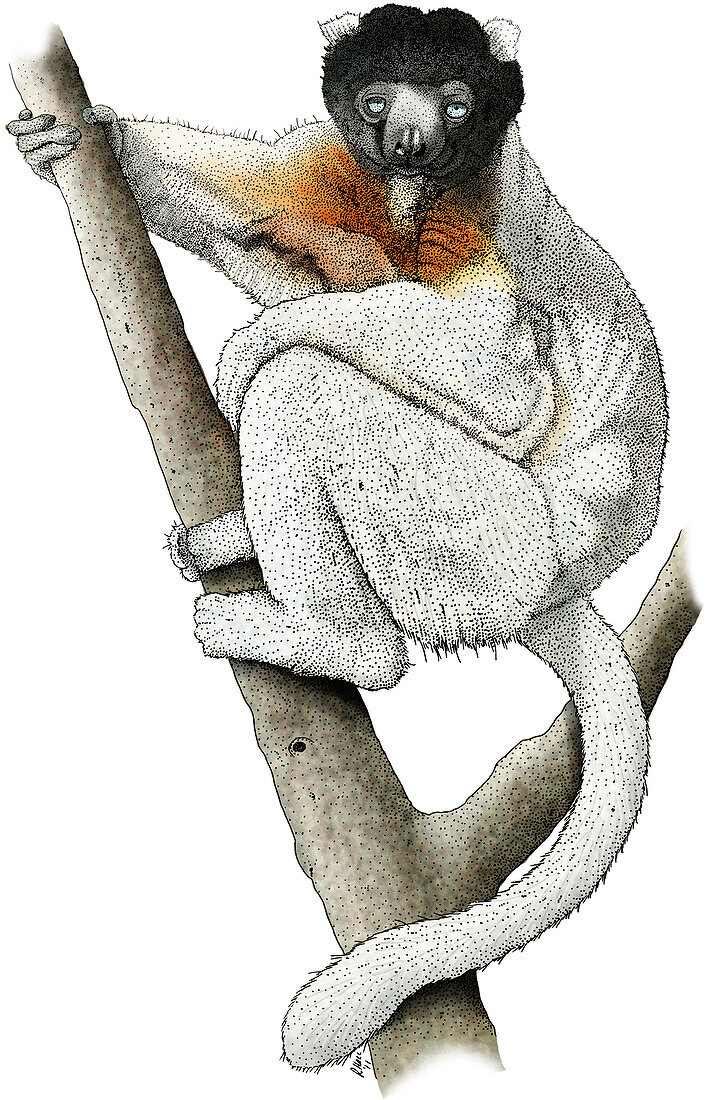 Sifaka Lemur,Illustration