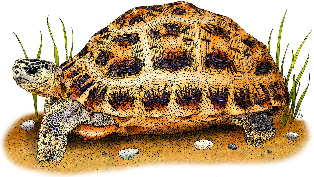 Spider Tortoise,Illustration