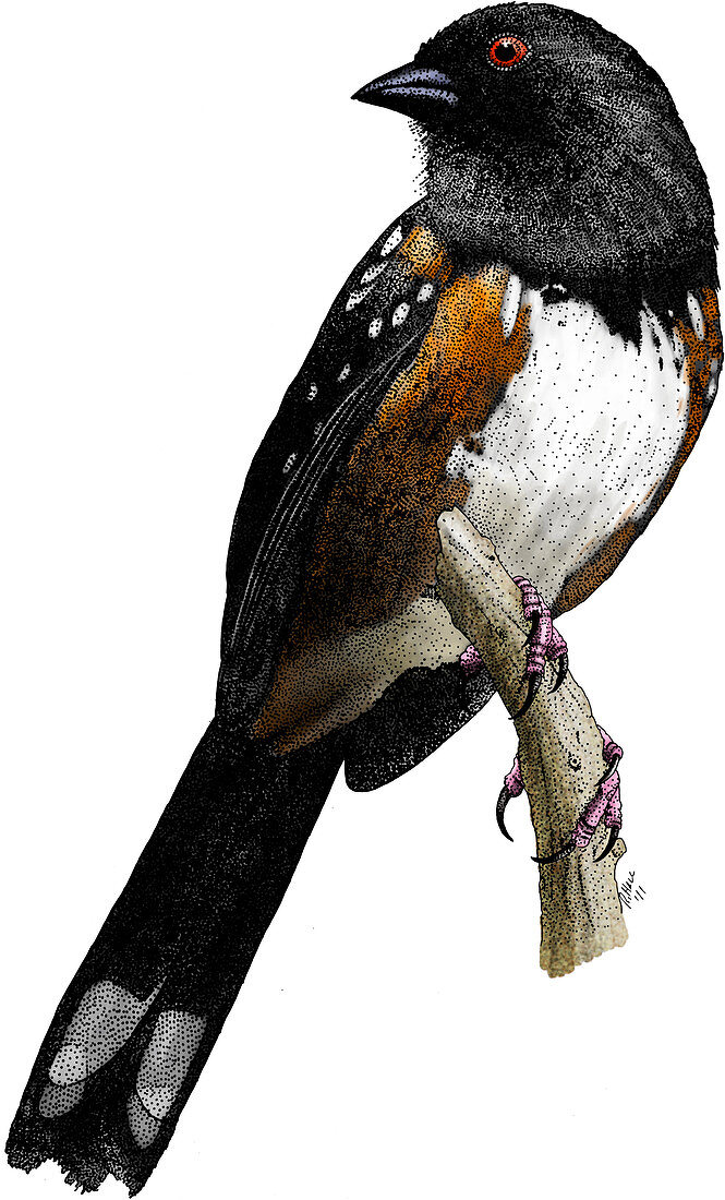 Spotted Towhee,Illustration