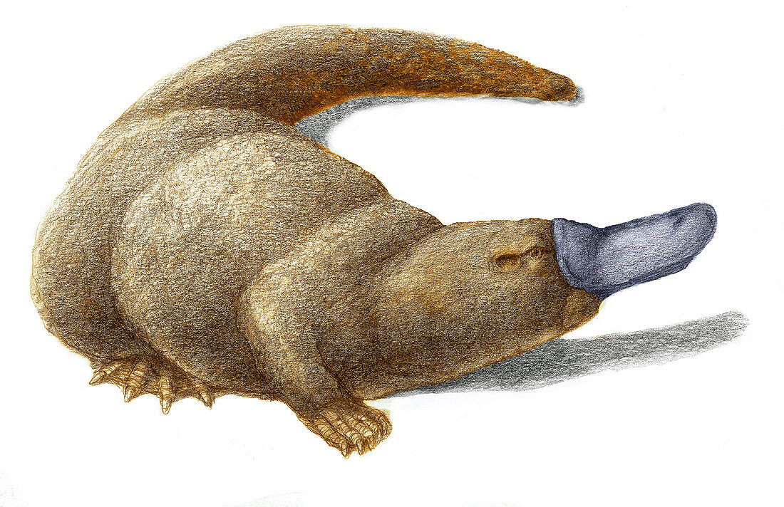 Duckbill Platypus,Illustration