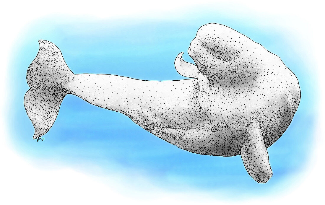 Beluga whale,Illustration