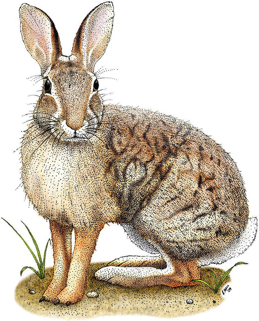Brush Rabbit,Illustration