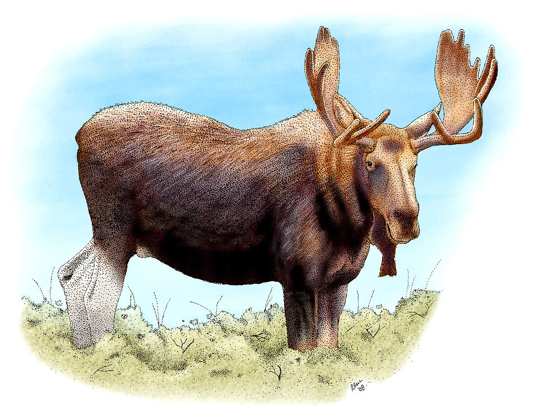 Bull Moose,Illustration