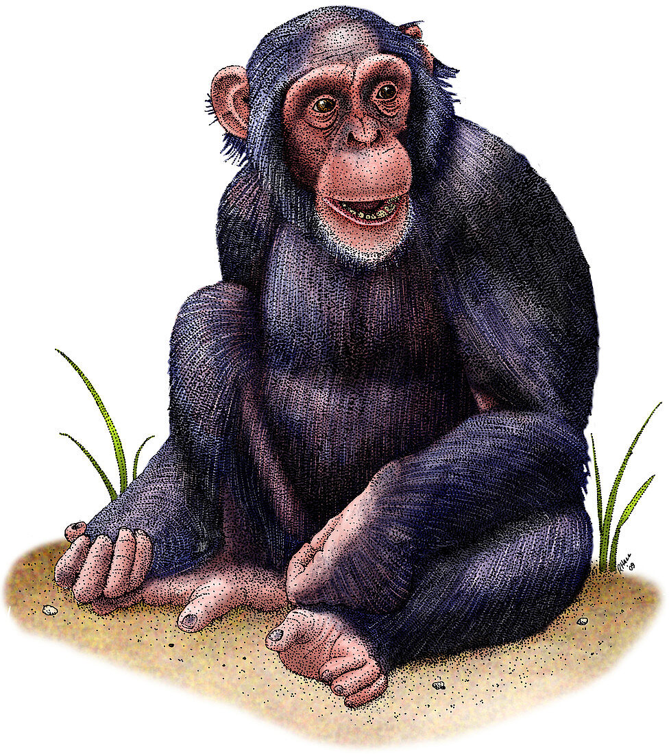 Chimpanzee,Illustration