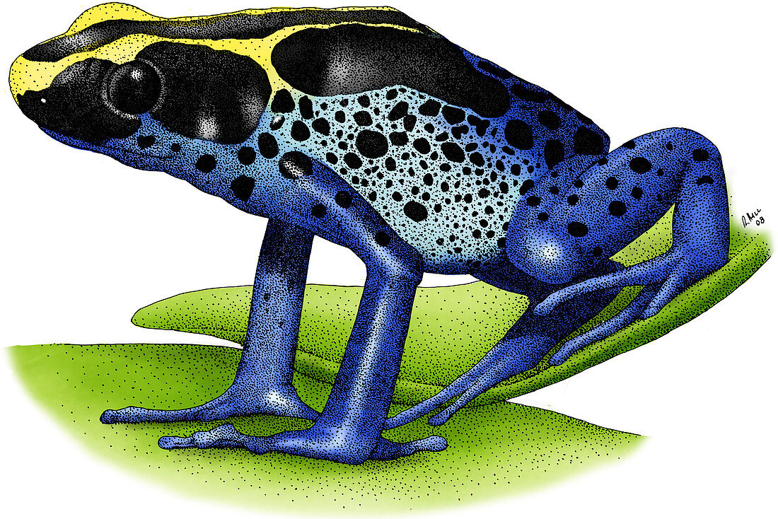 Dyeing Poison Dart Frog,Illustration