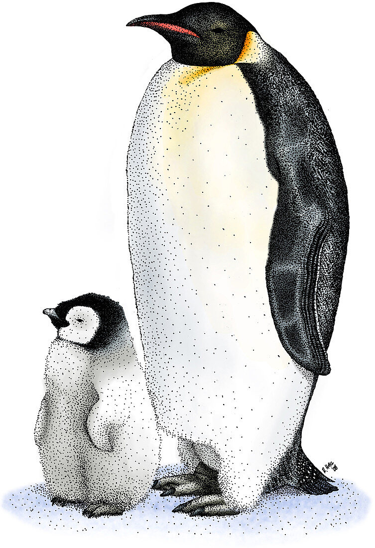 Emperor Penguin with Chick,Illustration