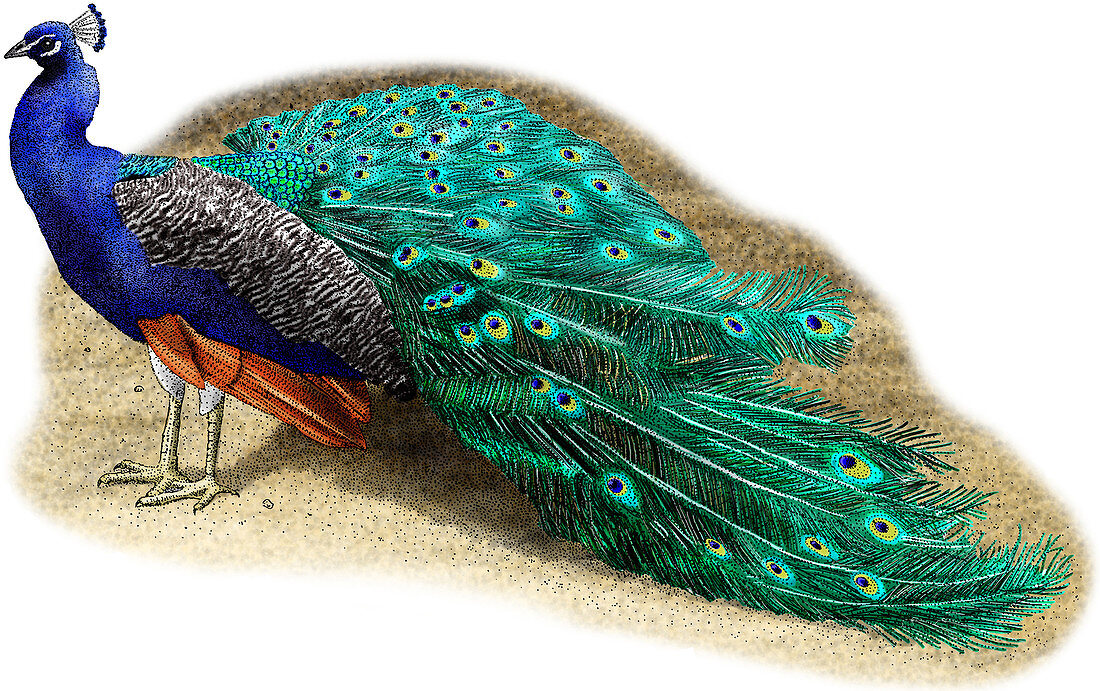 Common Peacock,Illustration