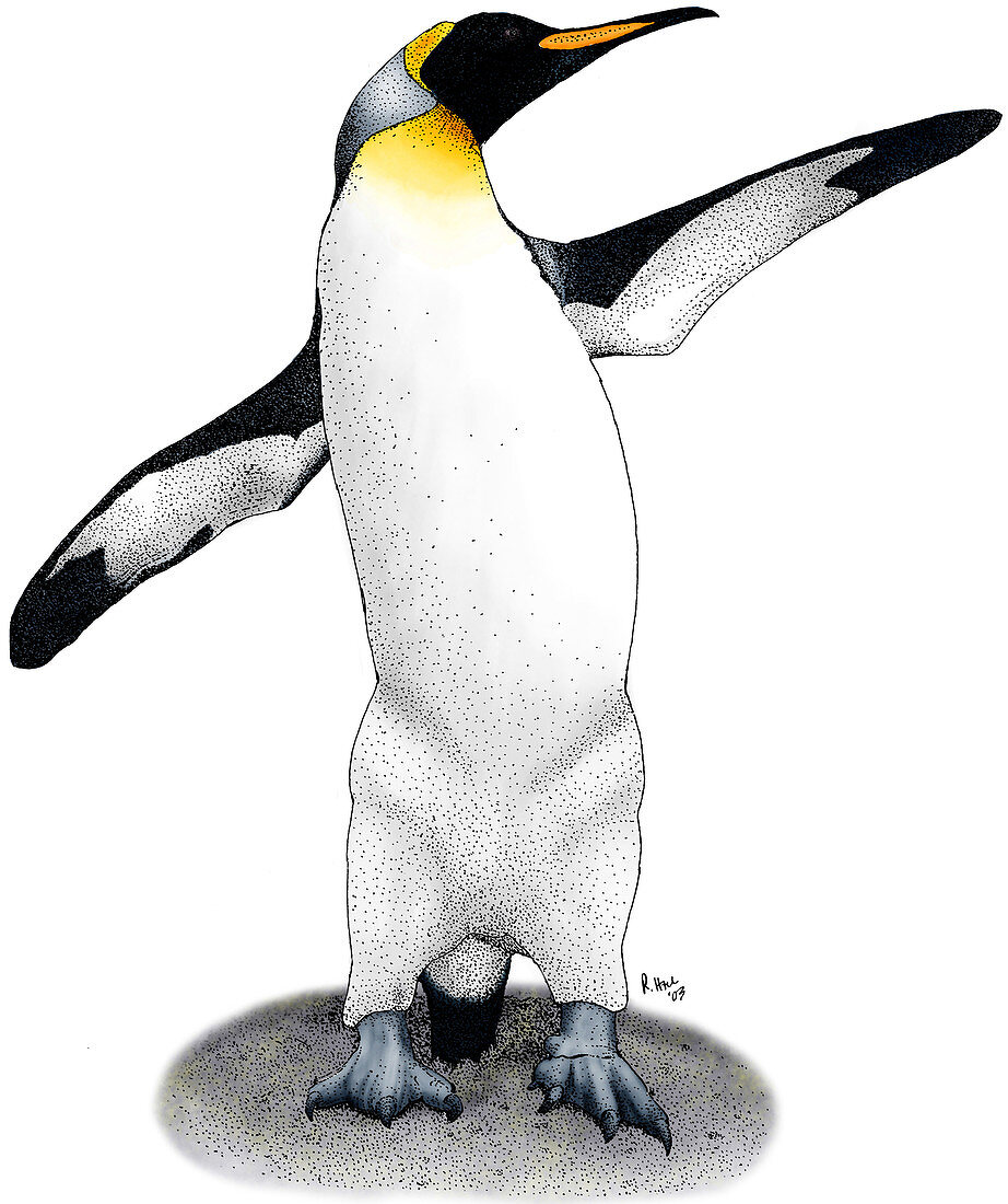 King Penguin,Illustration