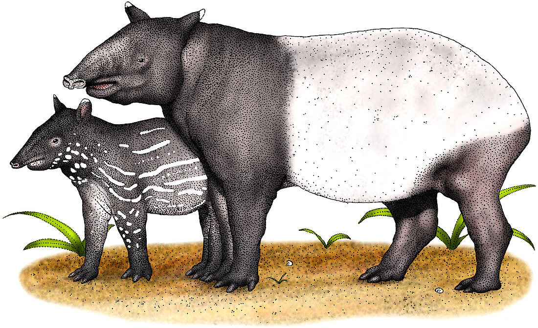 Malayan Tapir,Illustration