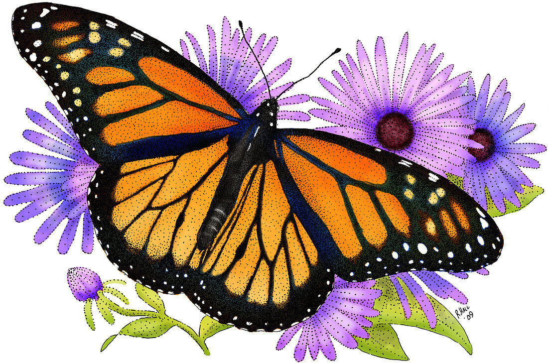 Monarch Butterfly,Illustration