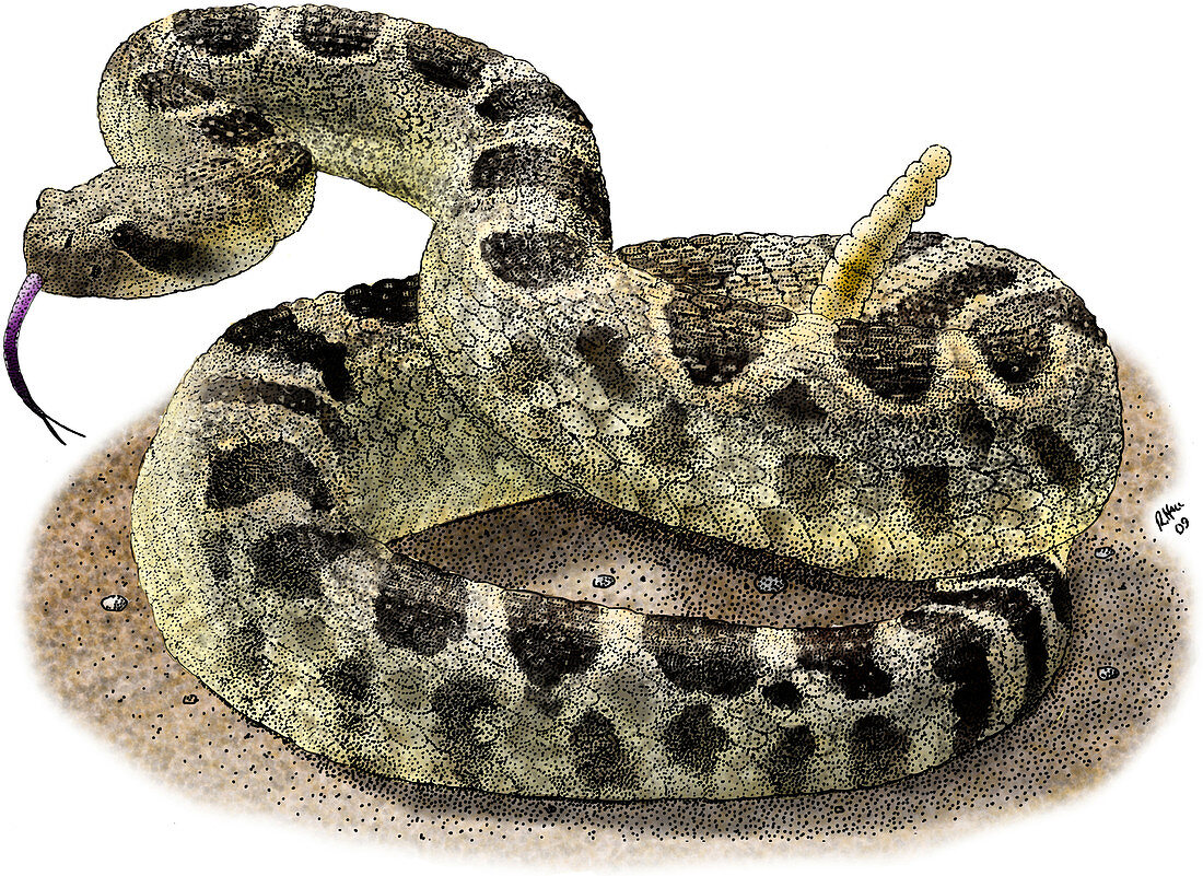 Rattlesnake,Illustration