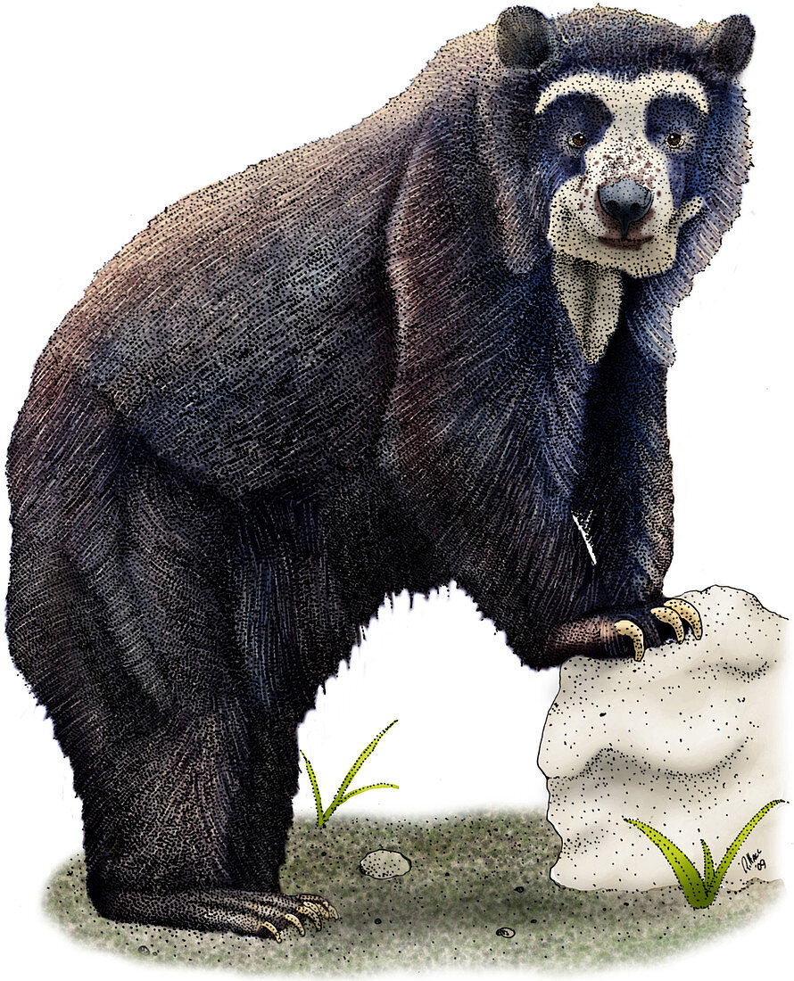 Spectacled Bear,Illustration