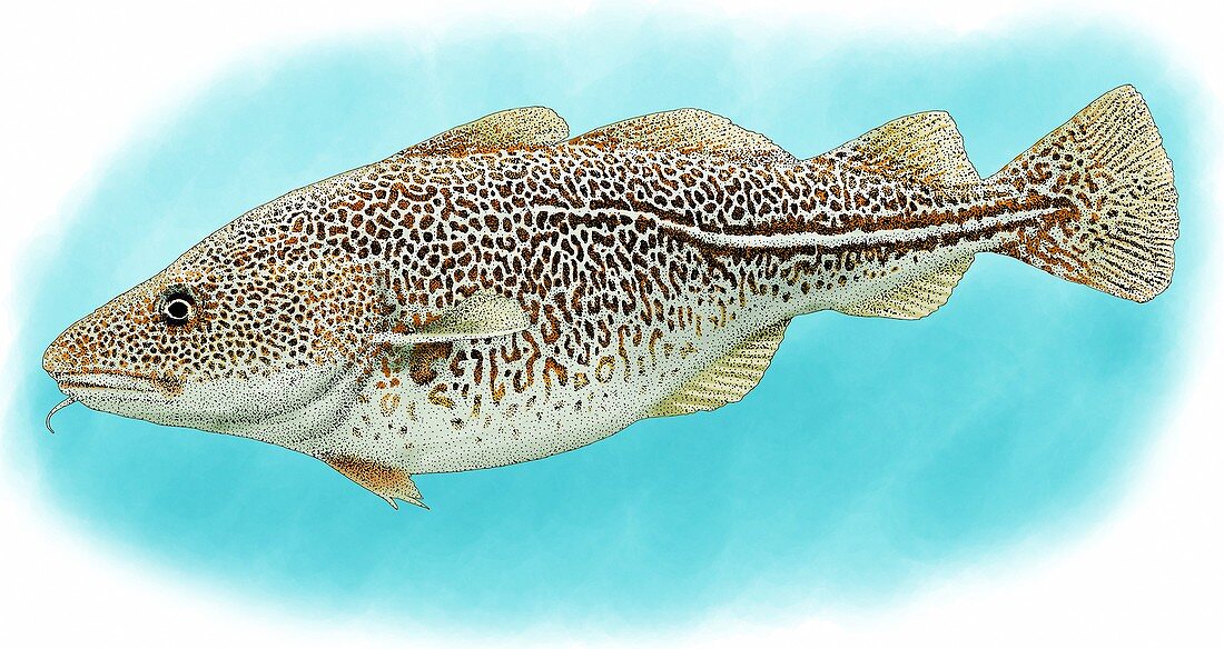 Atlantic Cod,Illustration