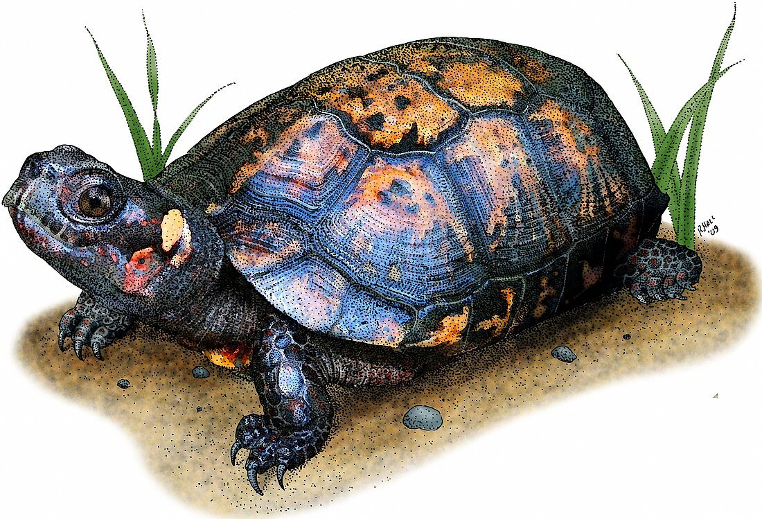 Bog Turtle,Illustration