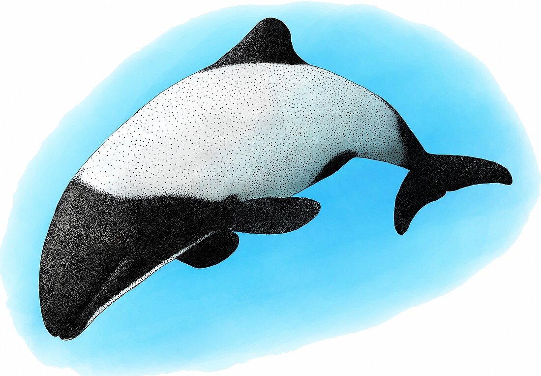 Commerson's Dolphin,Illustration