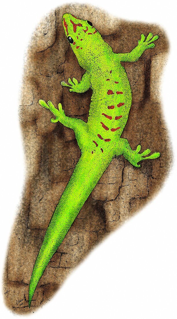 Giant Day Gecko,Illustration