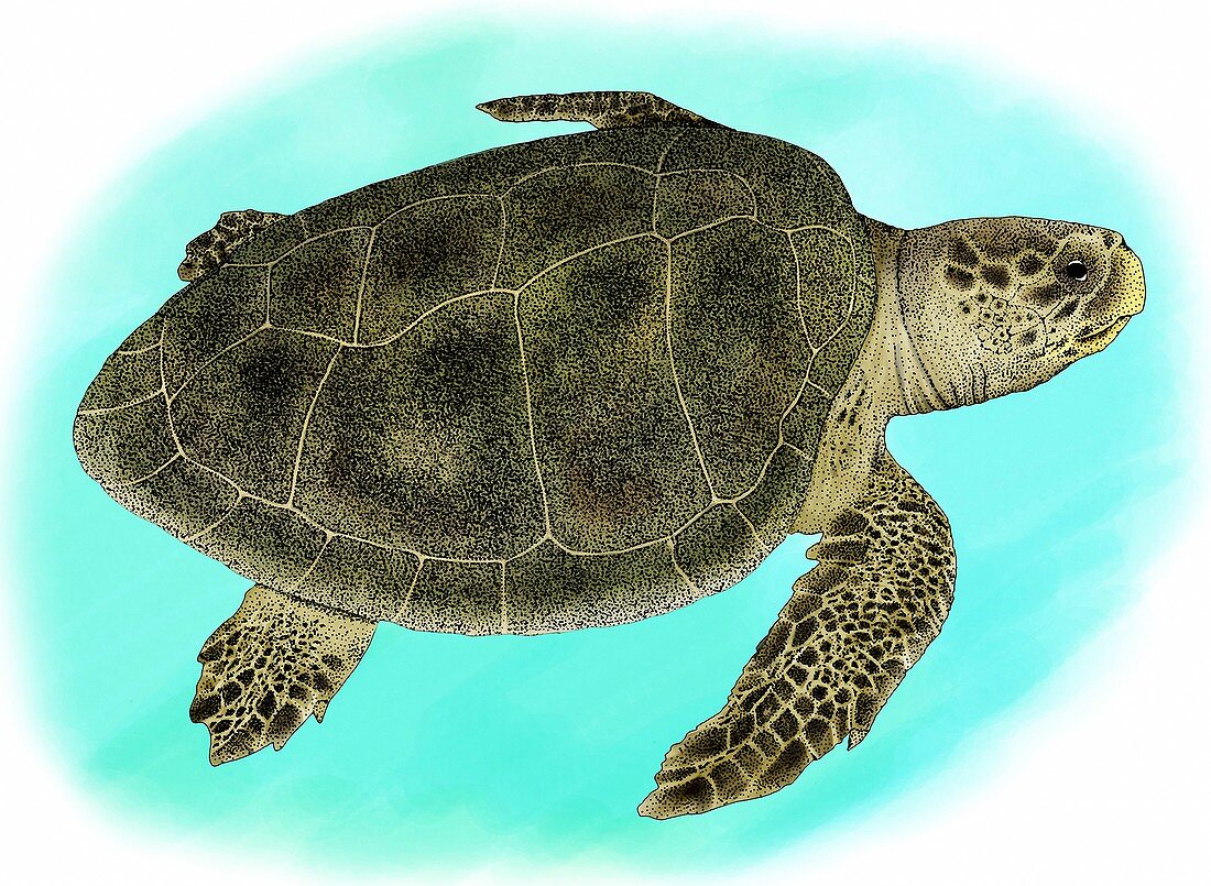 Kemp's Ridley Sea Turtle,Illustration