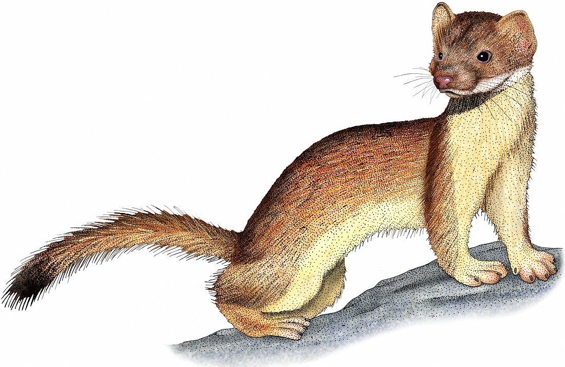 Long-tailed Weasel,Illustration