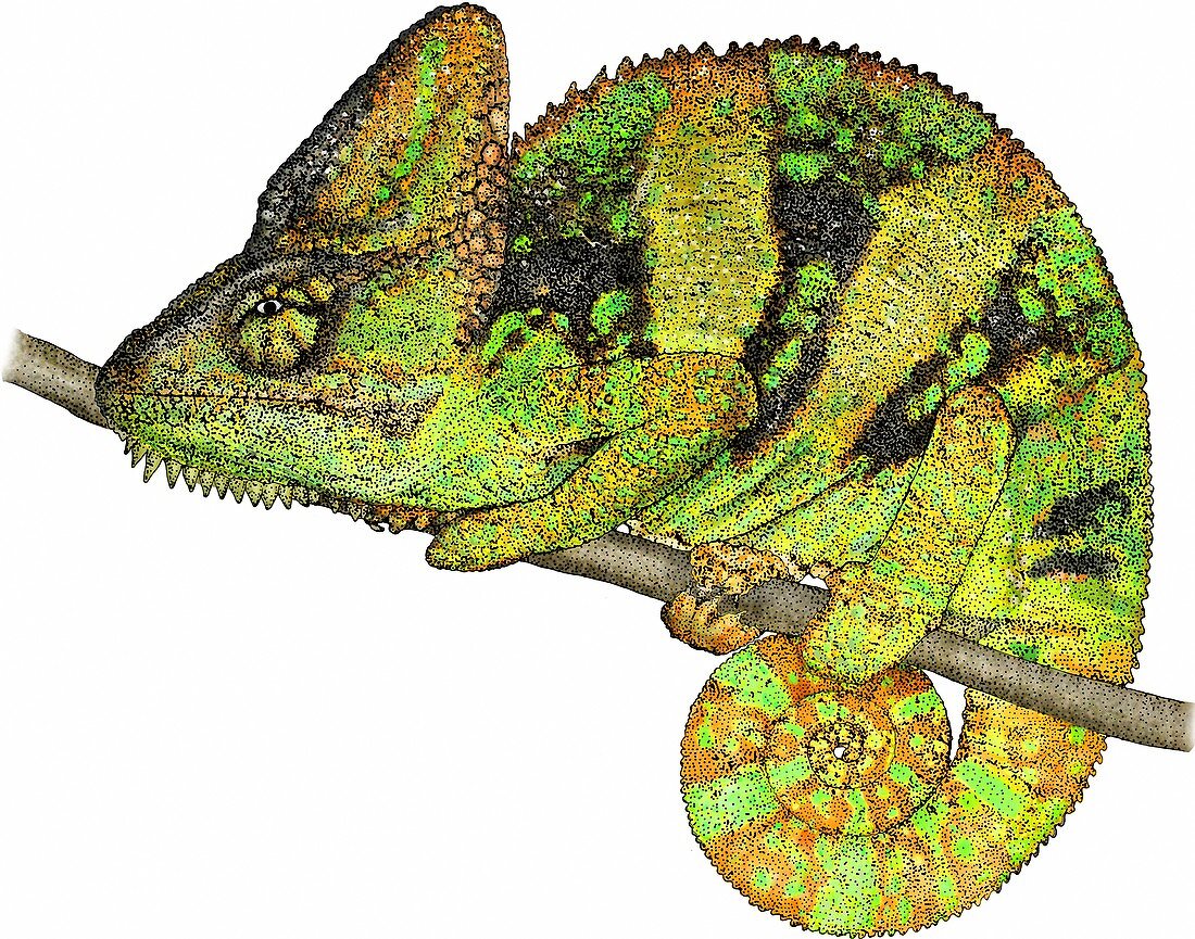 Veiled Chameleon,Illustration