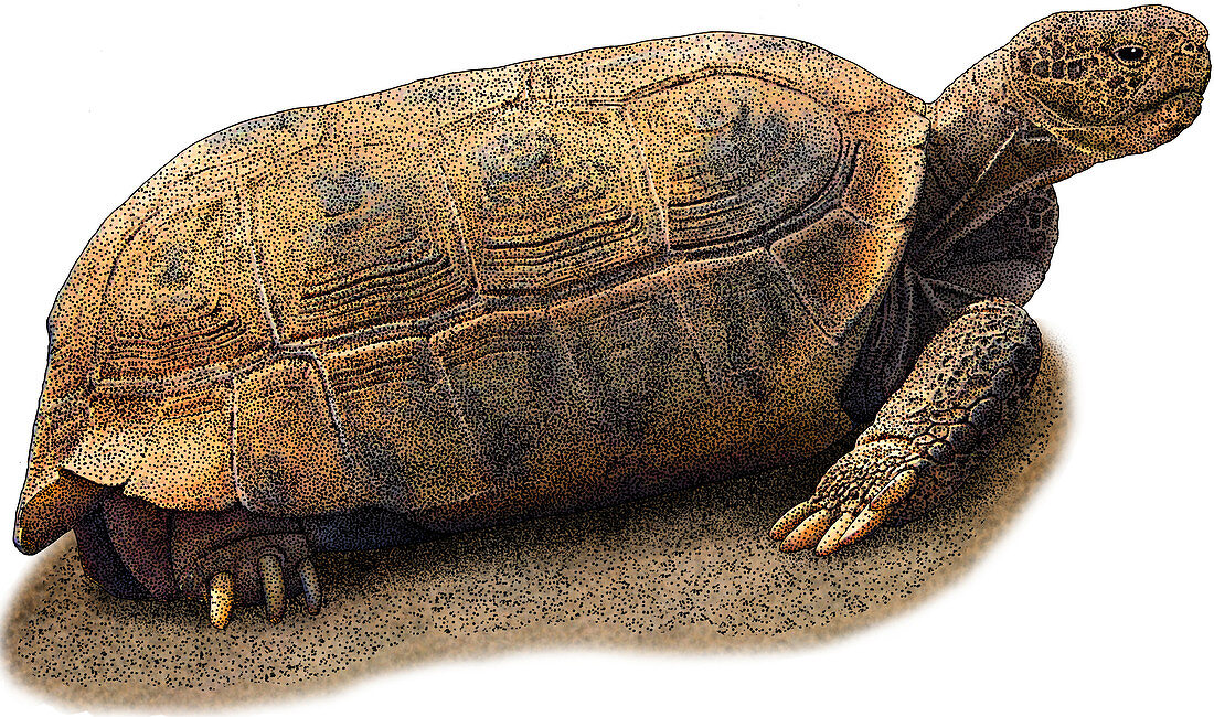 Bolson Tortoise,Illustration