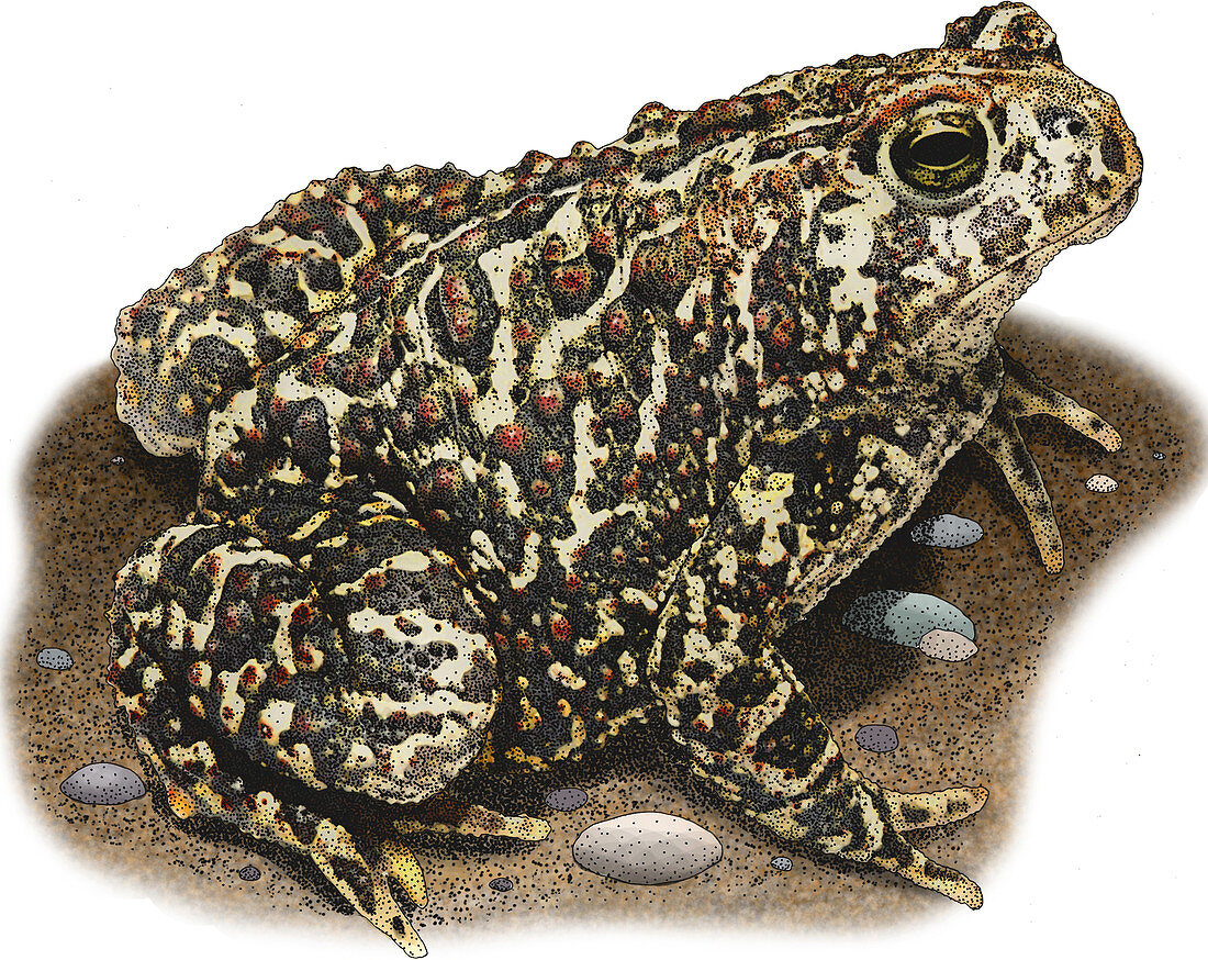 Canadian Toad,Illustration