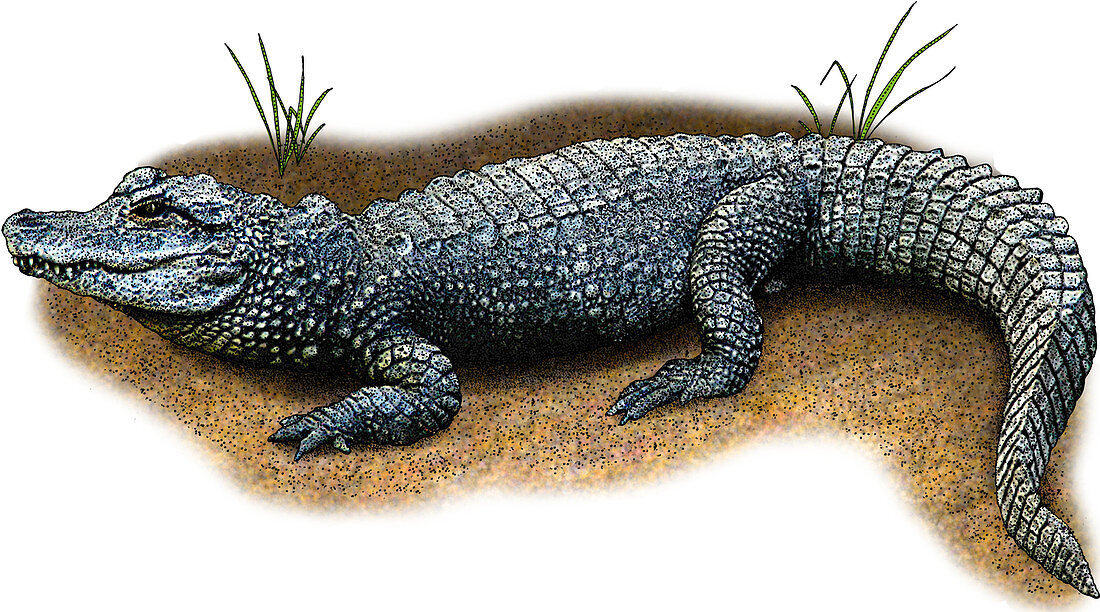 Chinese Alligator,Illustration