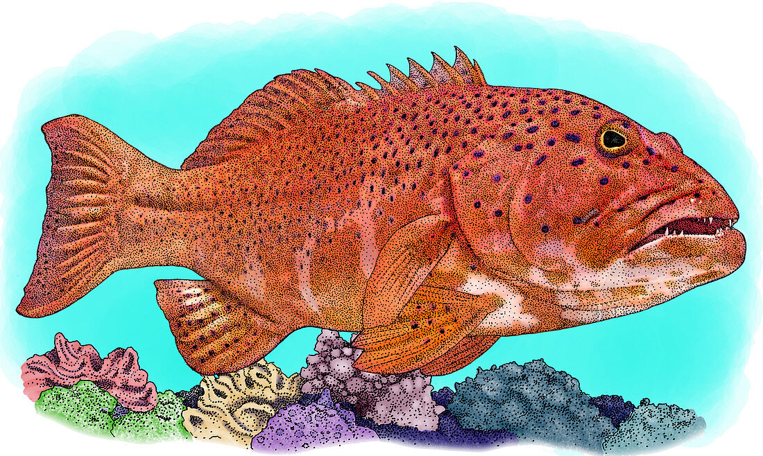 Coral Trout,Illustration